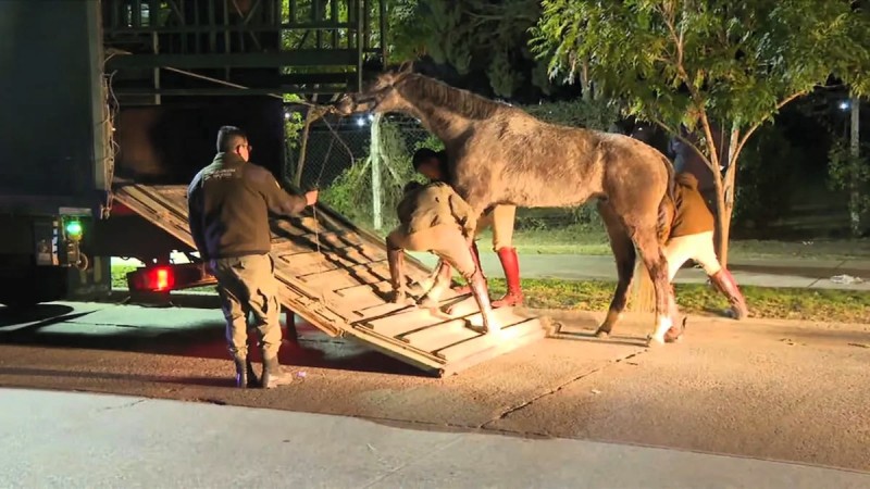 Recapturaron a todos los caballos que irrumpieron en plena Panamericana