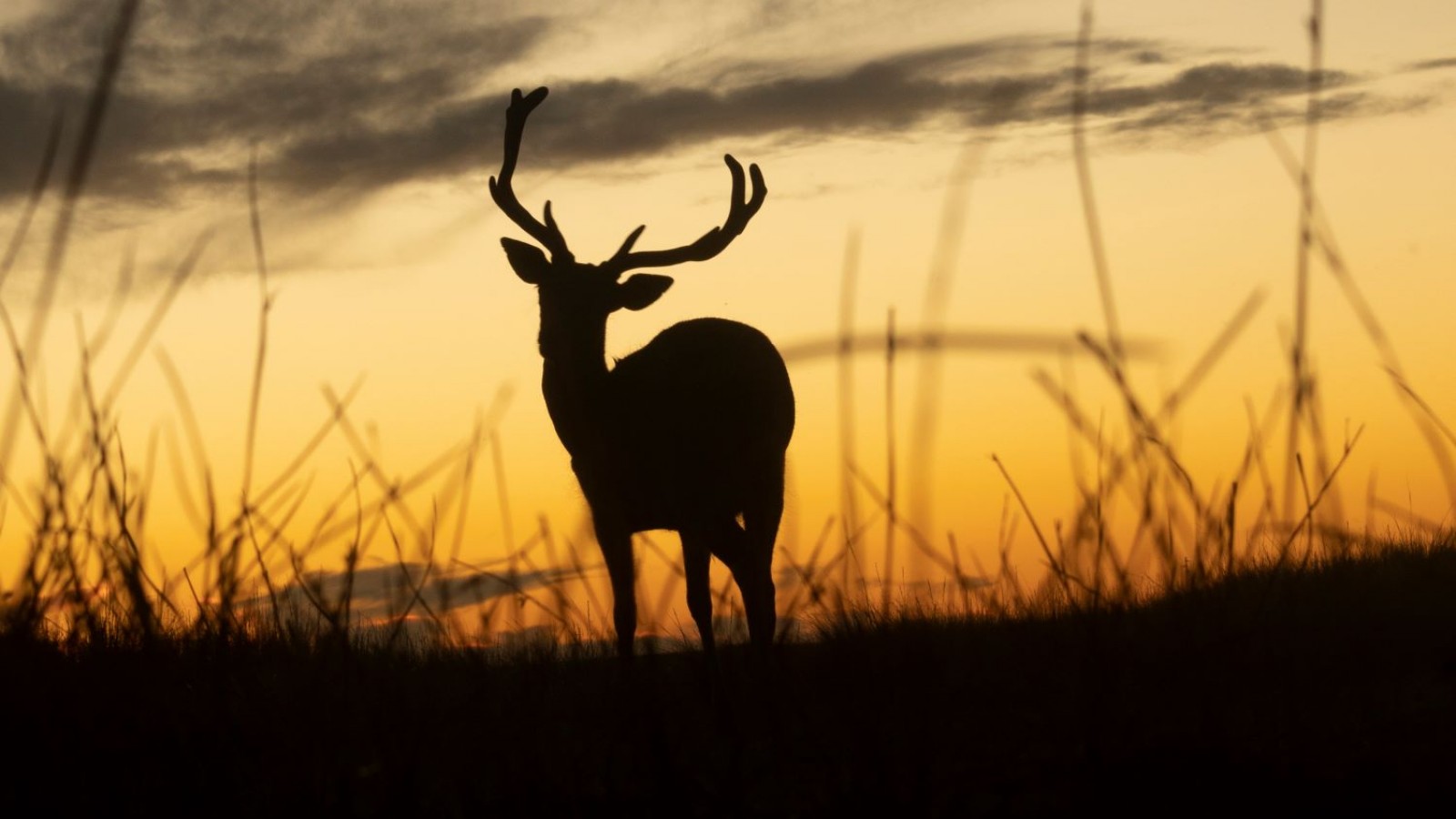 Safaris fotográficos: Aventura visual en paisajes bonaerenses