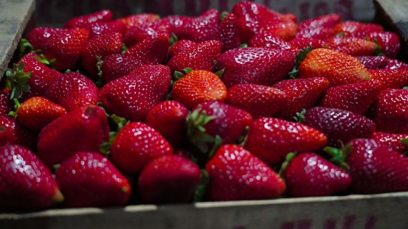 Escobar tendrá su primera Fiesta de la Frutilla: productores, feria y shows en un evento gratuito para toda la familia