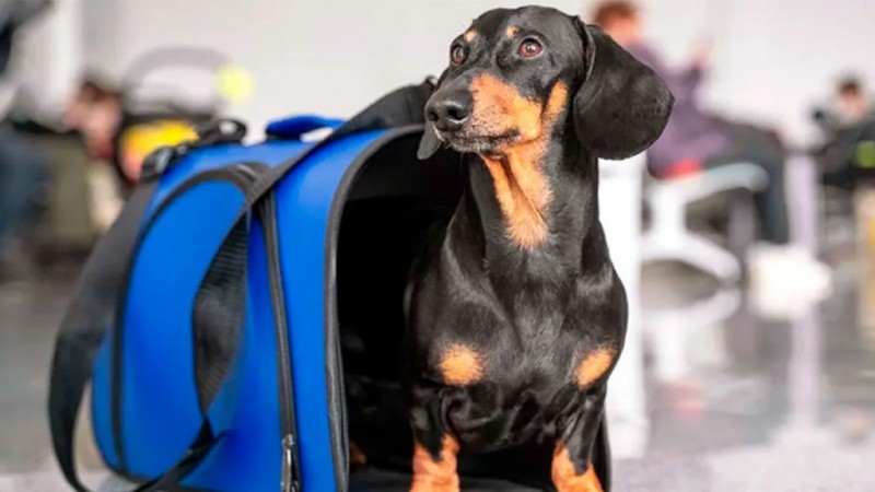 De ahora en más, las mascotas podrán viajar en trenes y micros de larga distancia: requisitos y condiciones
