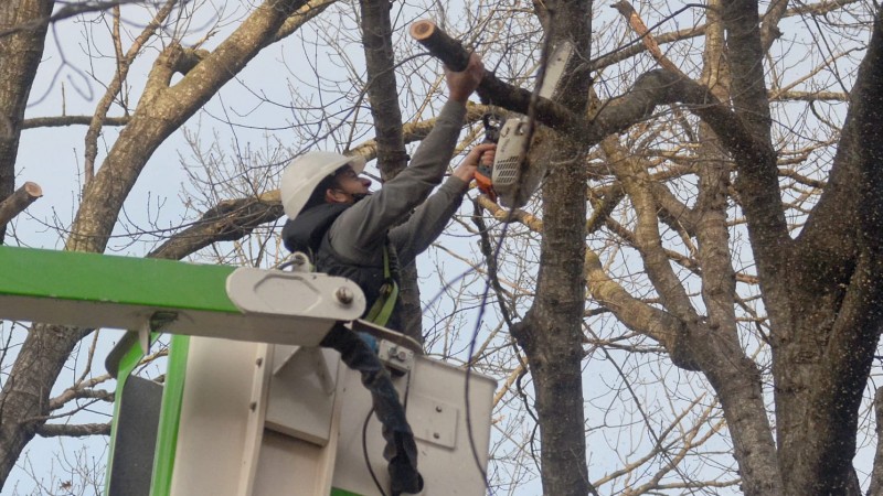 Luján abre la inscripción para una nueva capacitación obligatoria de podadores urbanos