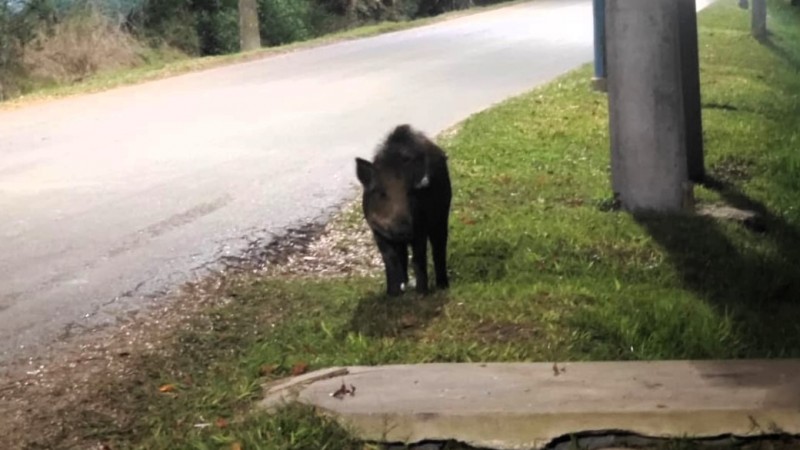 Alerta en Escobar: apareció un jabalí cerca del Centro de Zoonosis y activaron un protocolo especial