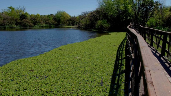 Reserva Ecológica de Vicente López: vida silvestre en la ciudad