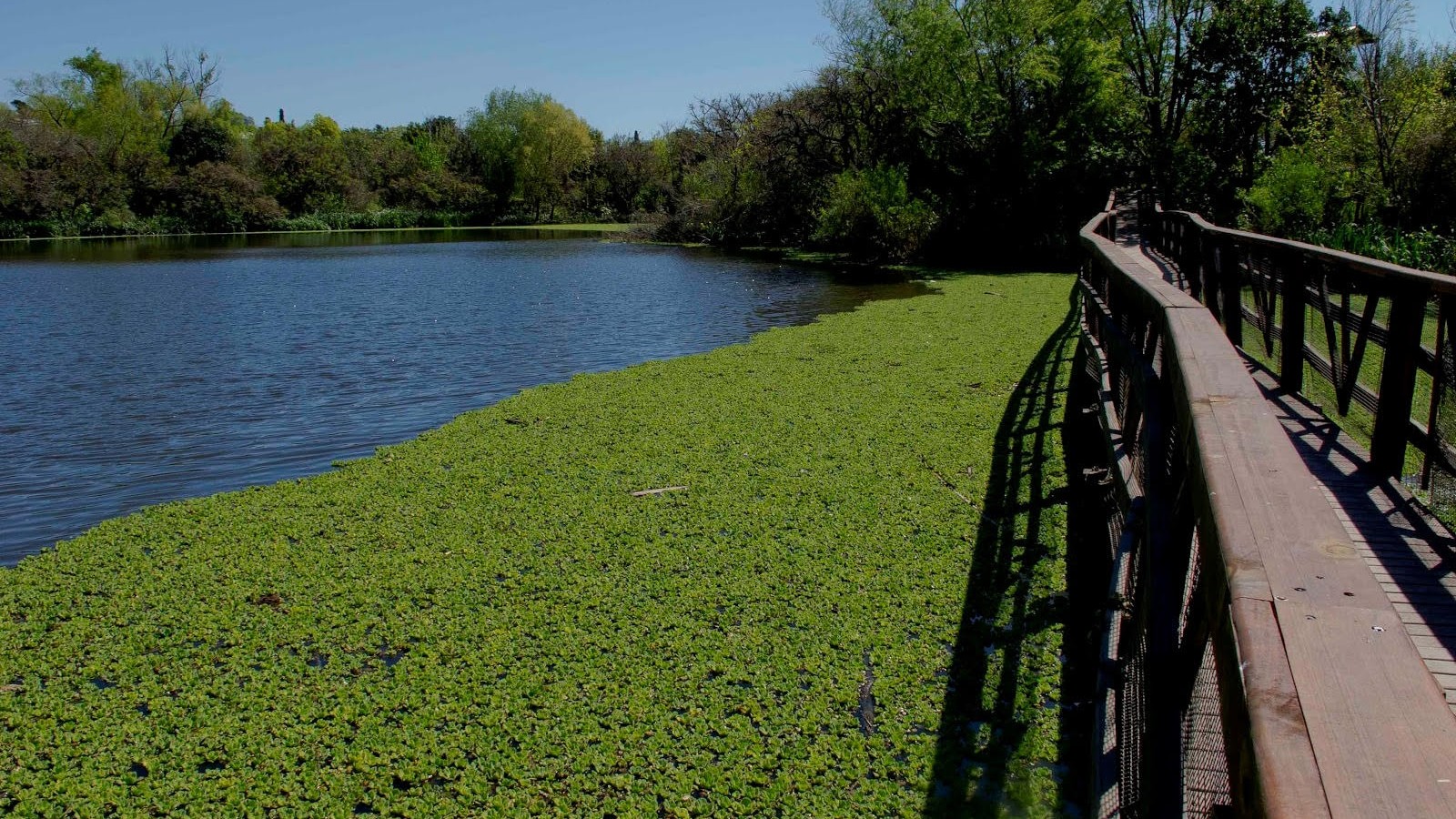 Reserva Ecológica de Vicente López: vida silvestre en la ciudad
