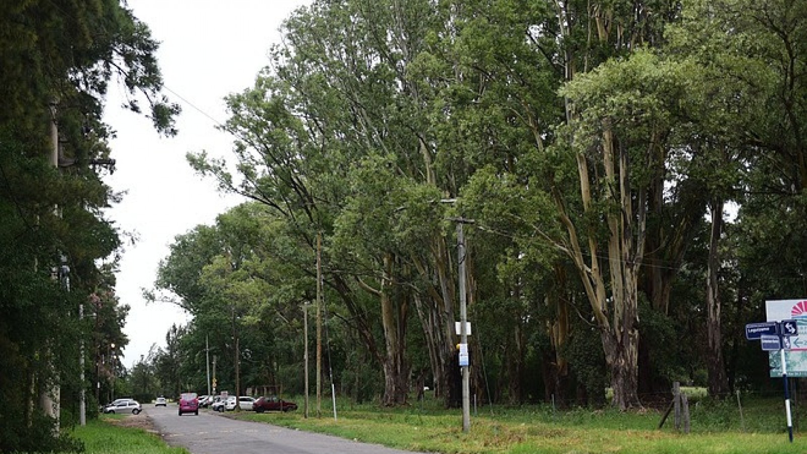 Ariel Sujarchuk confirmó que se preservarán los 228 árboles del predio de Loma Verde donde se harán viviendas para 180 familias por el Plan Procrear