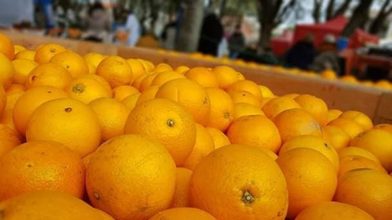 Fiesta de la Naranja en San Pedro y del Alfajor Costero: El mejor plan para las Vacaciones de Invierno
