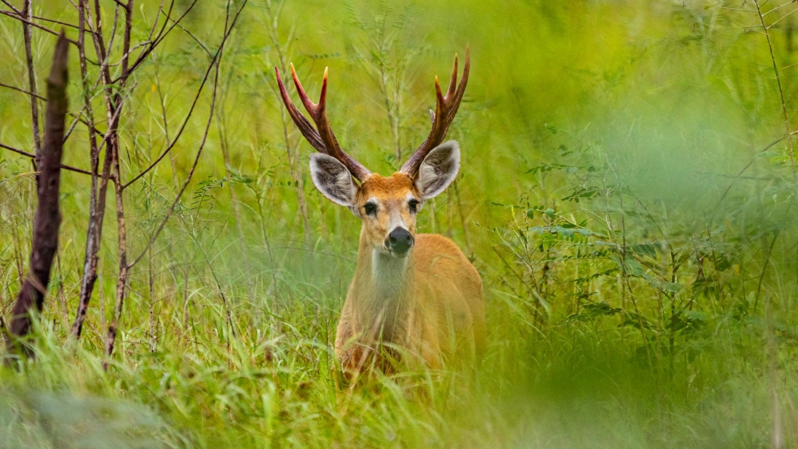 Un ciervo de los pantanos fue devuelto a su hábitat natural luego de ser recuperado