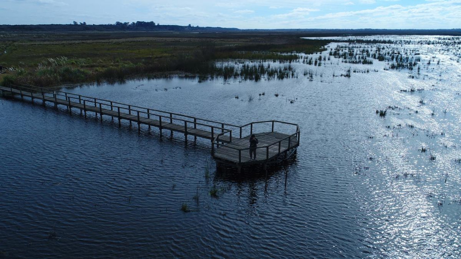 Ciervo de los Pantanos, el Parque Nacional que protege al cérvido más grande de Sudamérica