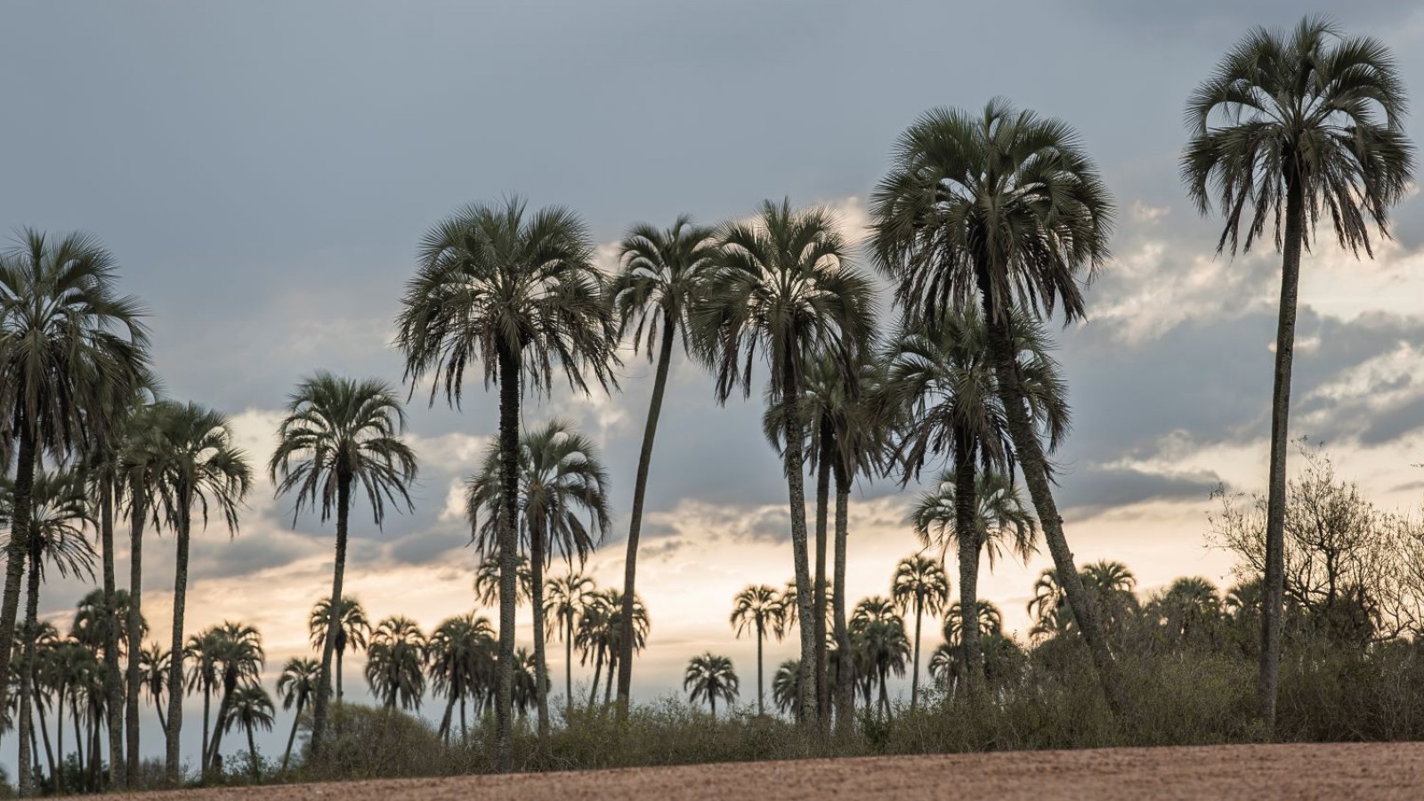 Parque Nacional El Palmar: un tesoro natural de Argentina, refugio de historia y naturaleza