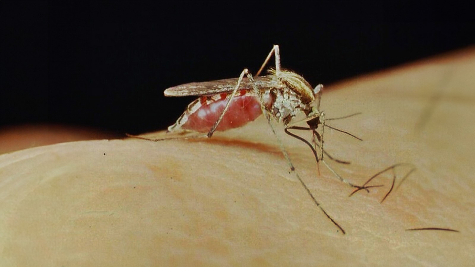 La Provincia estableció pautas de prevención y acción frente al aumento de mosquitos