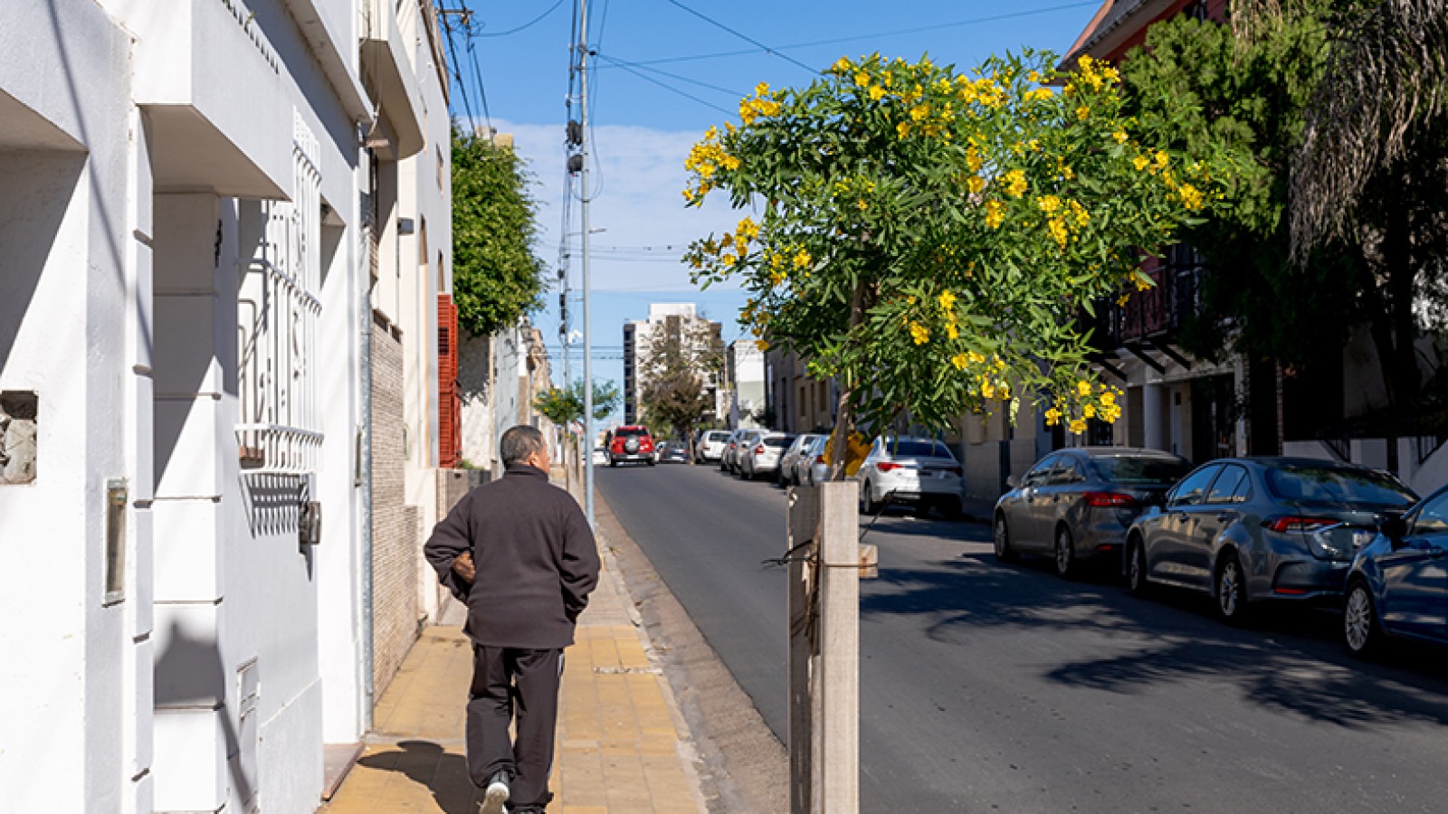 Día del Árbol: En San Nicolás, ya se plantaron más de 60.000 ejemplares