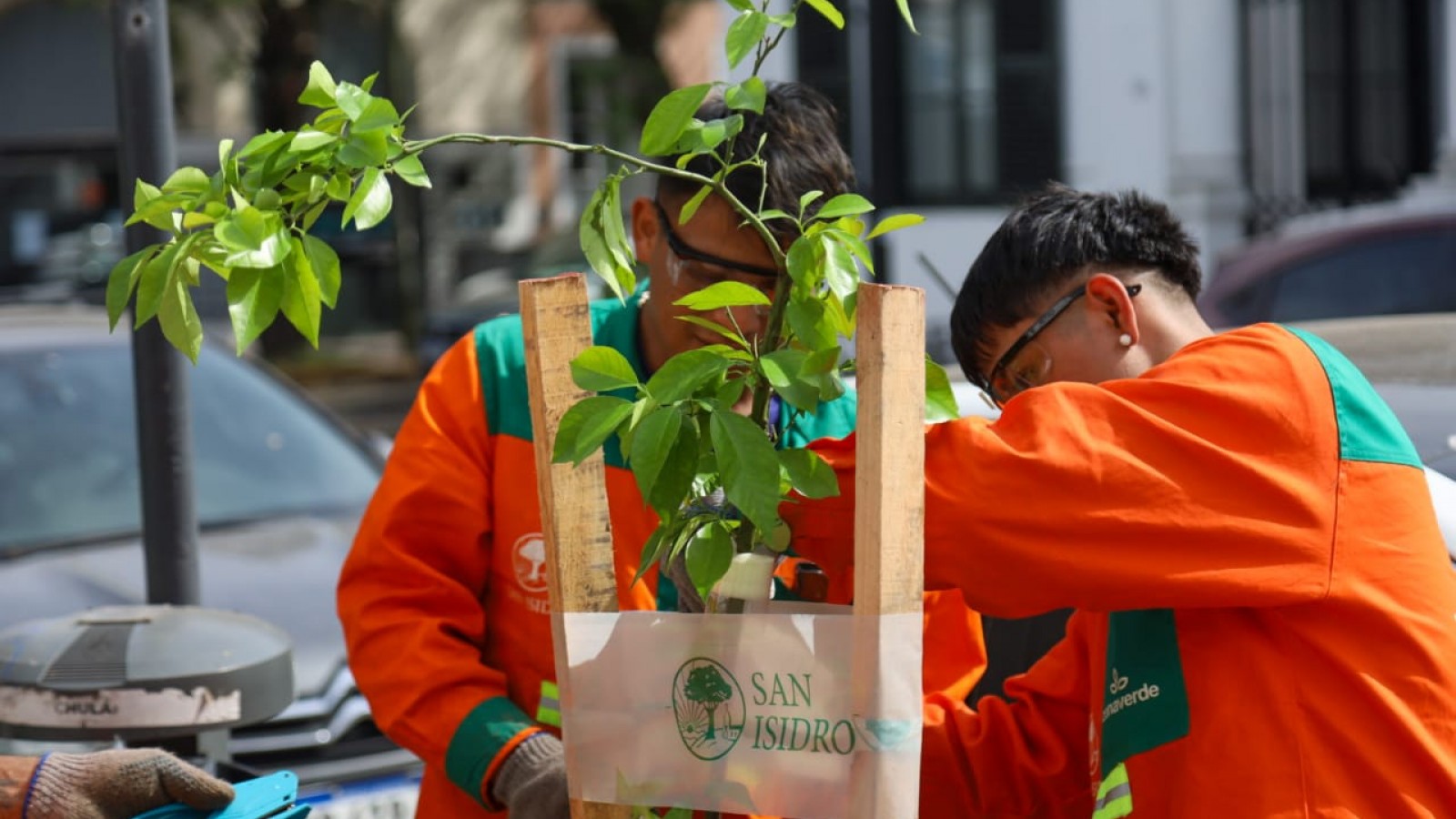El Plan Integral de Arbolado de San Isidro ya sumó 1500 nuevos árboles y se hicieron 3000 podas