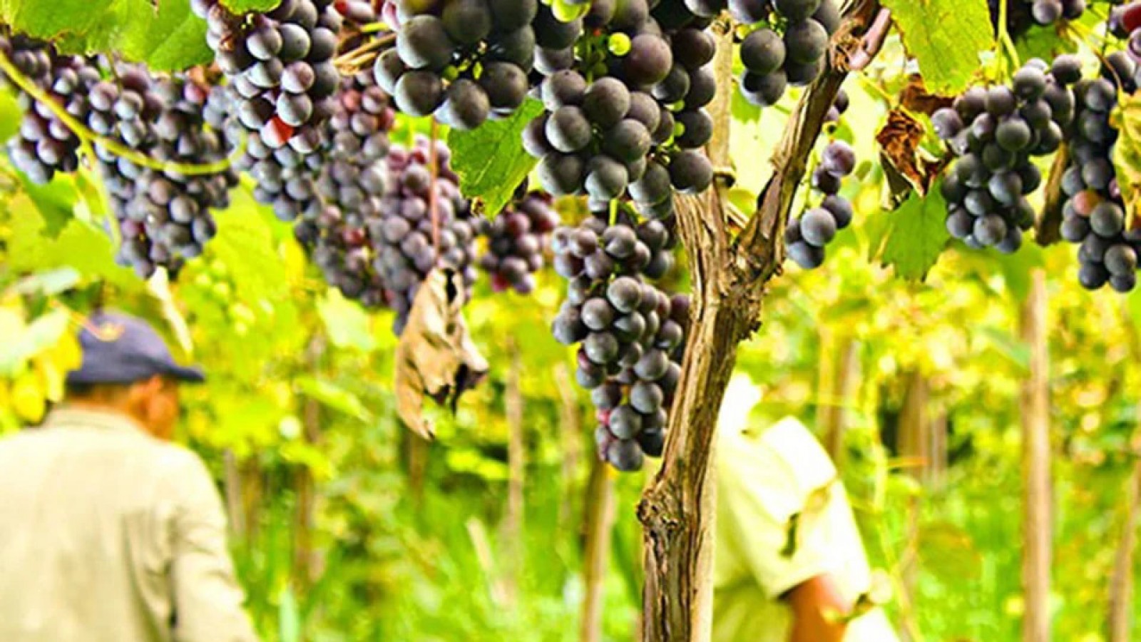 La pequeña isla del Río de la Plata en la que viven 15 familias que producen el "Vino de la Costa"