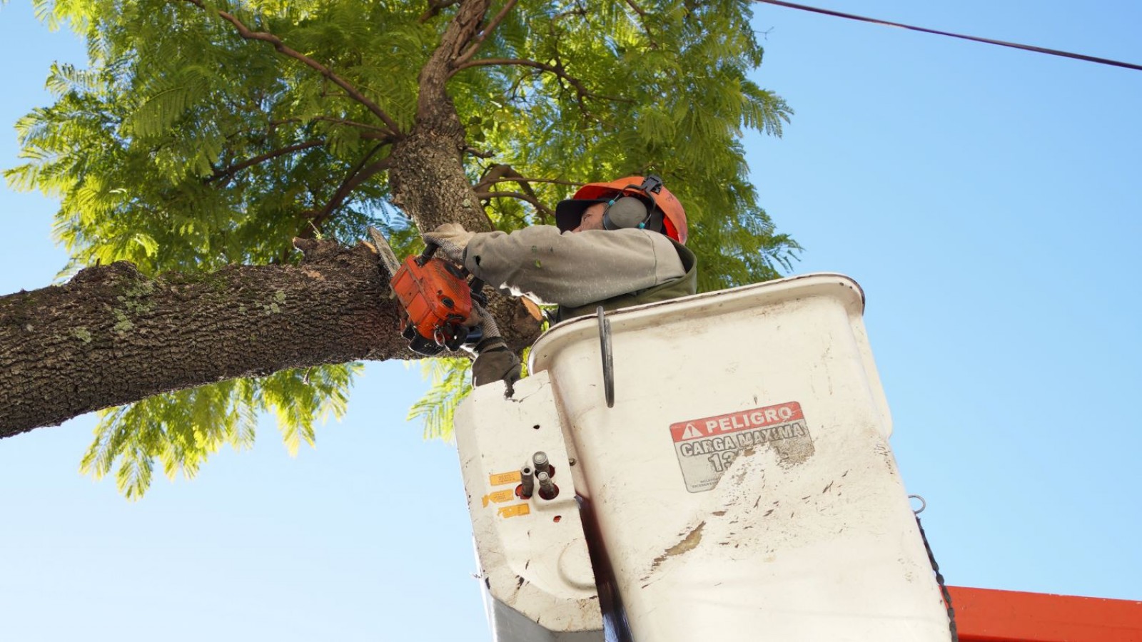 Los vecinos ya pueden solicitar la Poda del 2025 en Vicente López