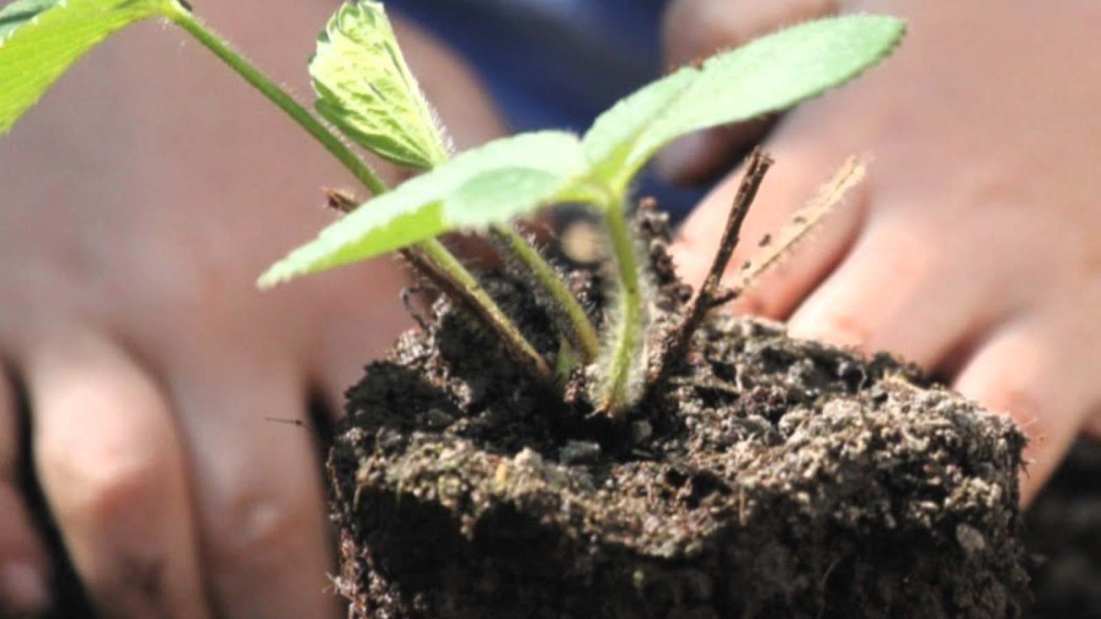 El Municipio de Tigre realizará un ciclo de Talleres de Huerta abierto a la comunidad