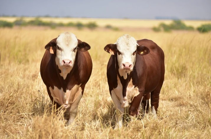 El campo se pone en marcha, arranca Expoagro