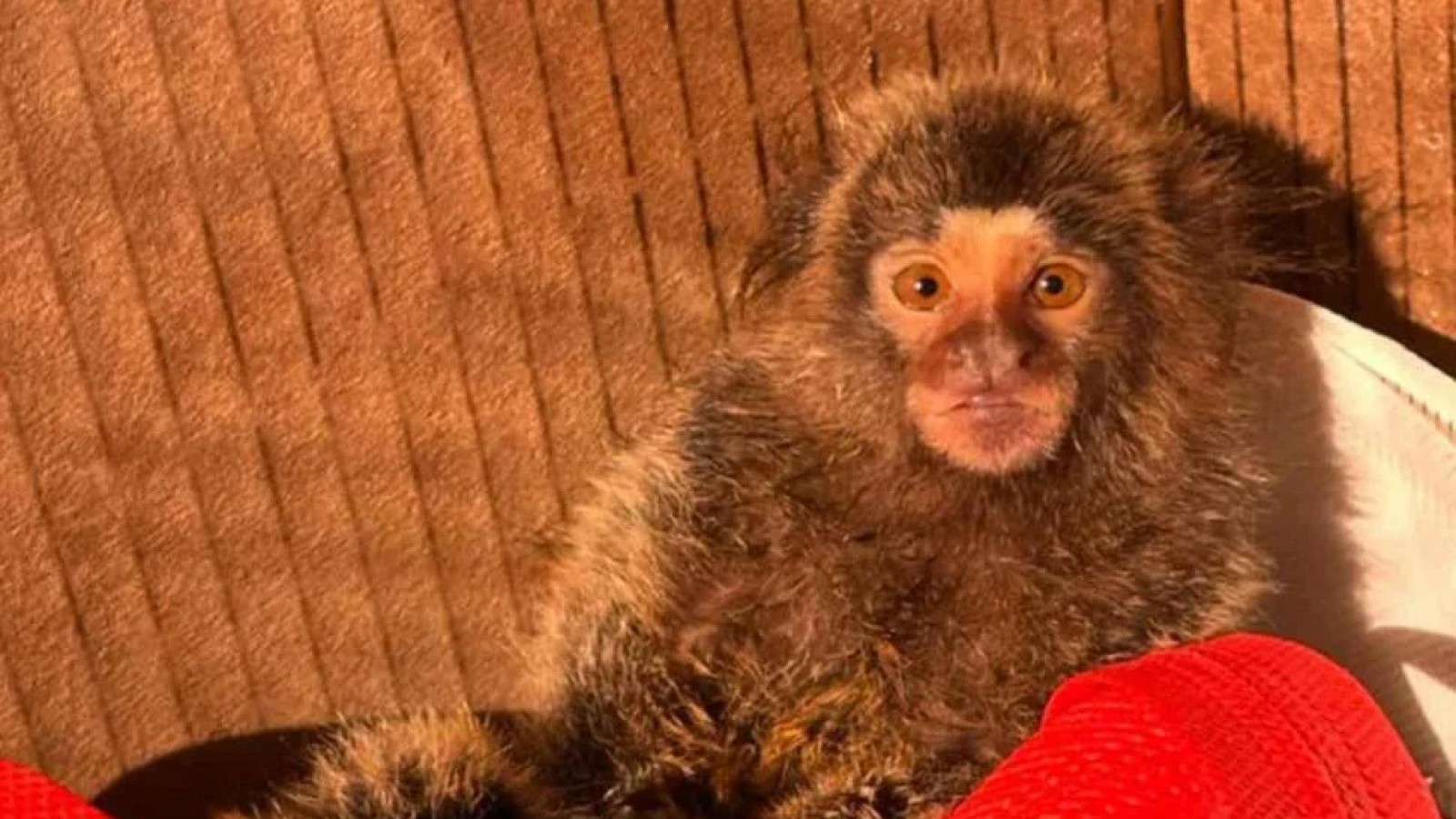 Merlo: una joven pareja rescató a un mono tití de las manos de traficantes de una fauna exótica