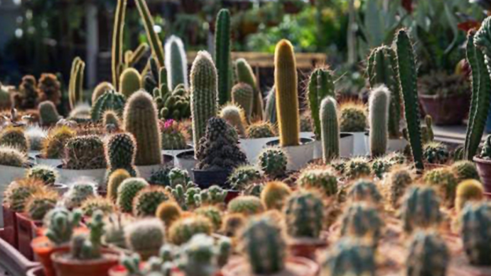 Cactus bonaerenses, pequeños gigantes que enamoran