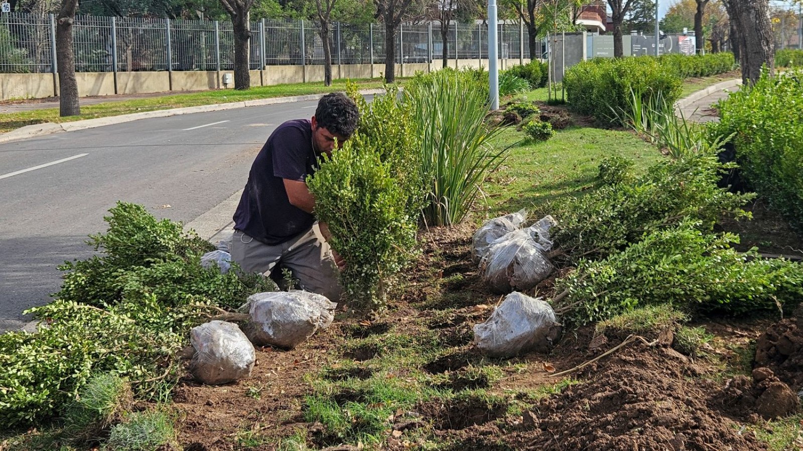 El Municipio de San Nicolas realiza la plantación de nuevos arbustos en los espacios públicos