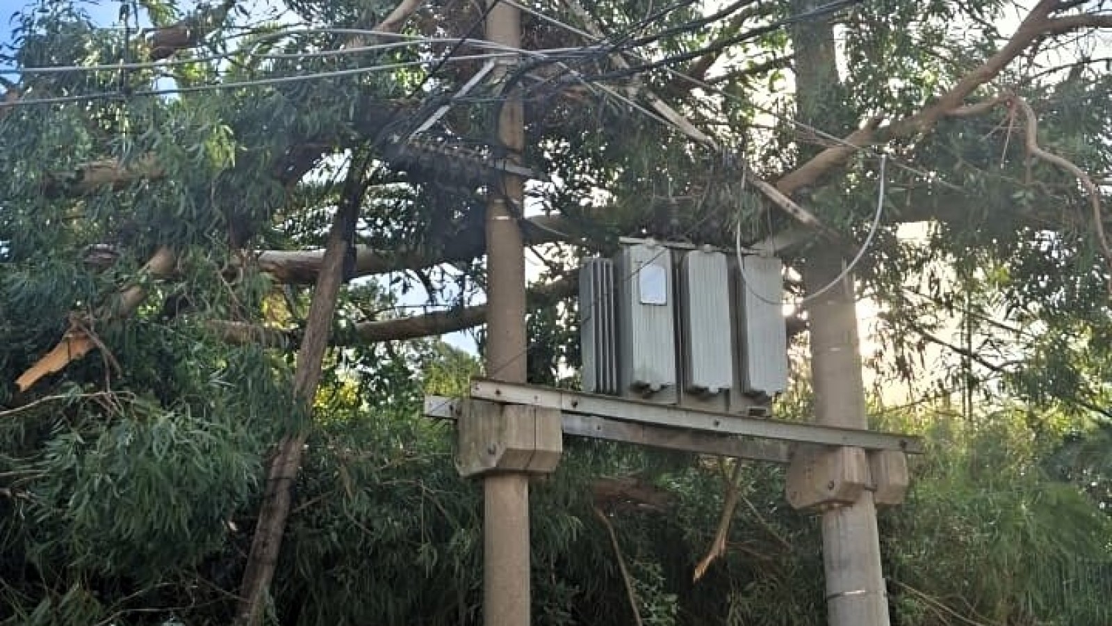 Campana: un árbol cayó sobre un transformador y dejó sin luz a parte del centro de la ciudad