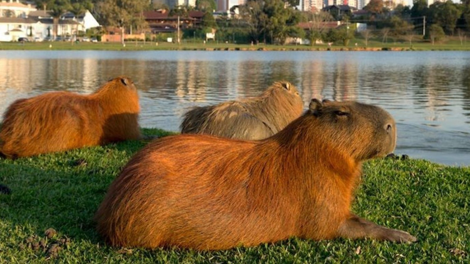 Denuncias por el desalojo de carpinchos en Nordelta: "Se los llevaron sin avisar y sin veedores"
