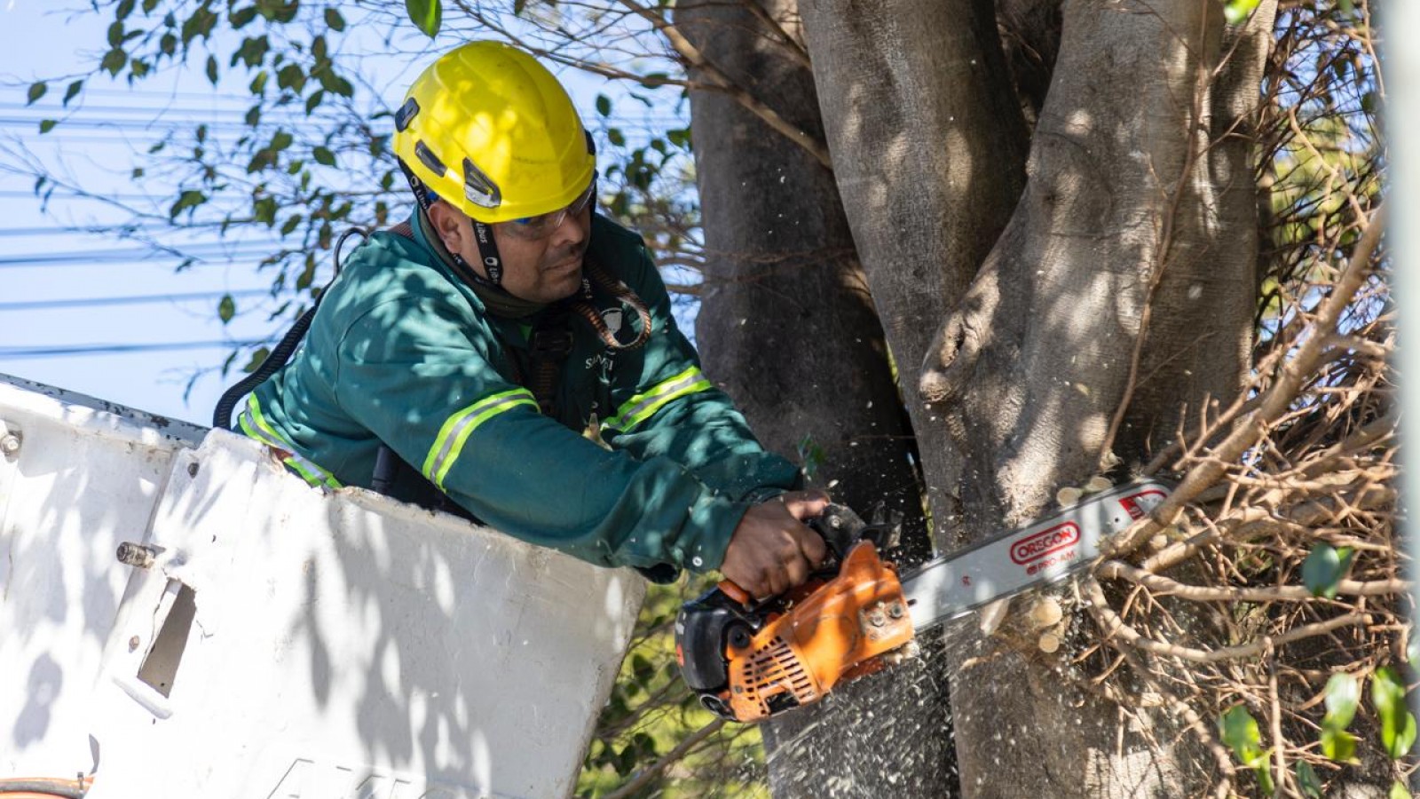 San Isidro: ya se realizaron más de 9400 podas y se plantaron cerca de 4000 árboles nuevos