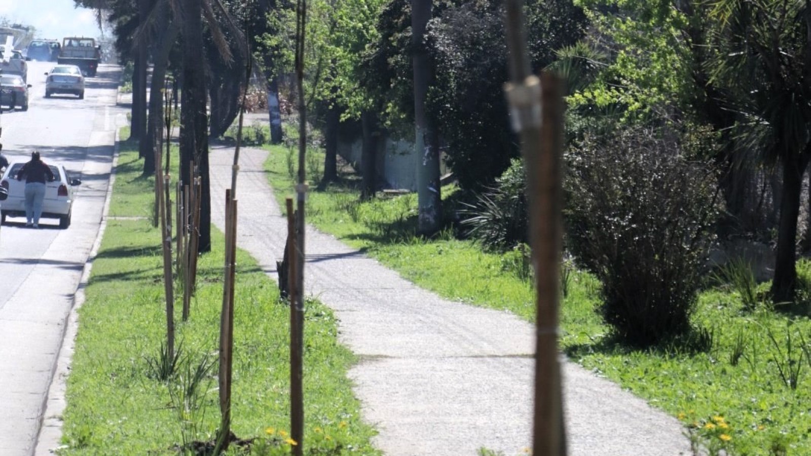 Plantan más de 1400 árboles nuevos en San Miguel