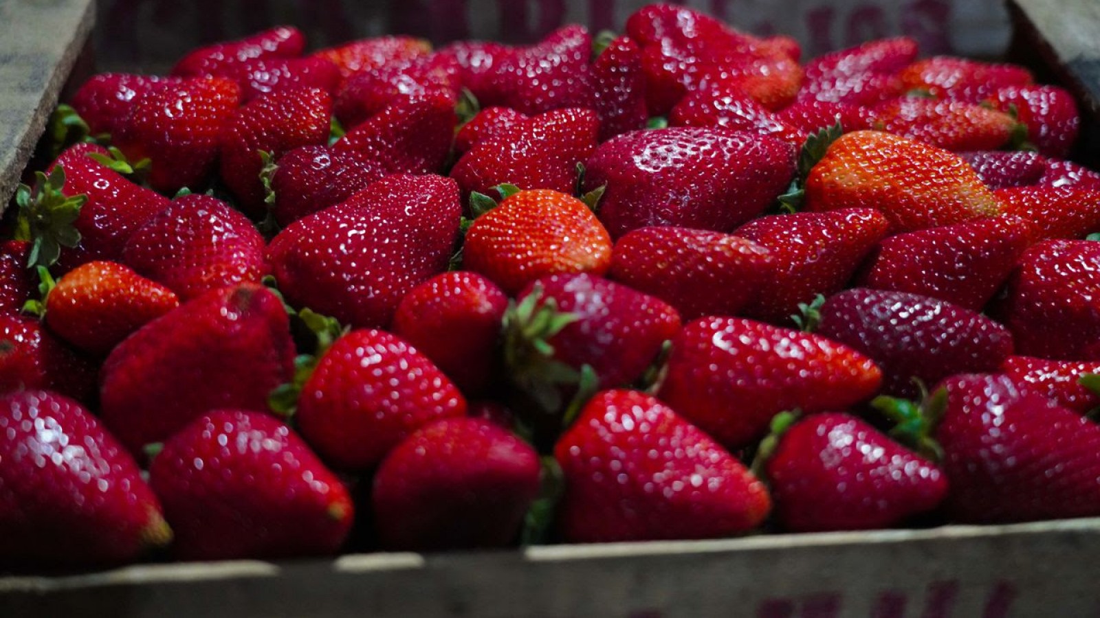 Escobar tendrá su primera Fiesta de la Frutilla: productores, feria y shows en un evento gratuito para toda la familia