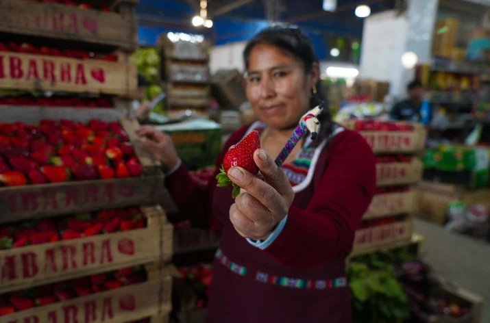 Escobar tendrá su primera Fiesta de la Frutilla: productores, feria y shows en un evento gratuito para toda la familia