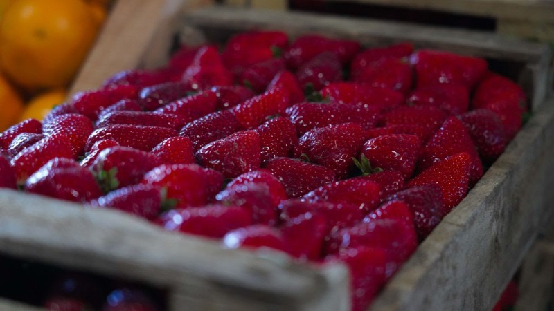 Finde en Escobar: la Fiesta de la Frutilla, JuveActiva y "Tattoo Fest & Wheels" son los eventos destacados