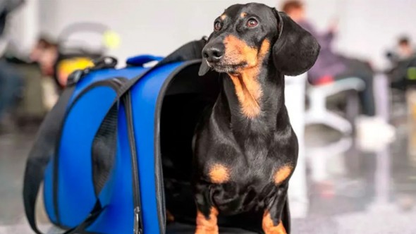 De ahora en más, las mascotas podrán viajar en trenes y micros de larga distancia: requisitos y condiciones