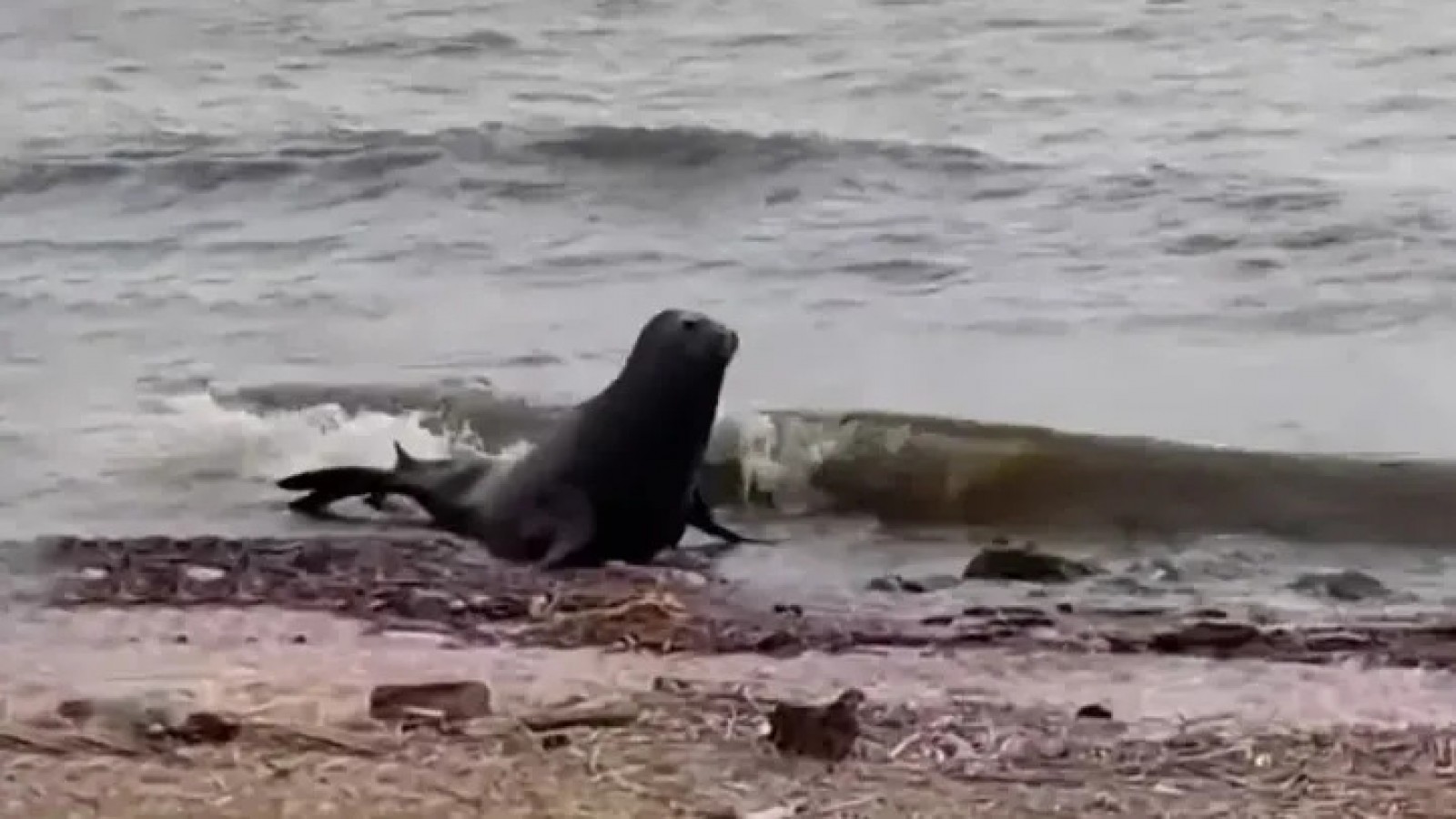 Sorpresa en la costa de Vicente López: apareció un lobo marino y activaron un operativo para rescatarlo