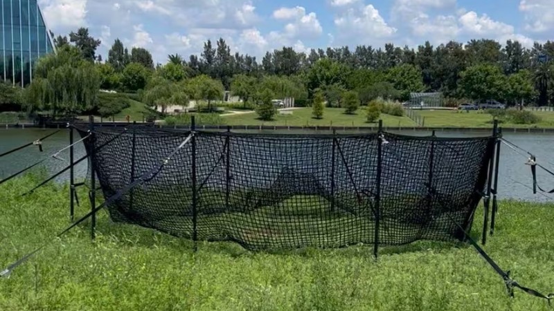 Denuncian un operativo para trasladar carpinchos en Nordelta y hay vigilia de proteccionistas