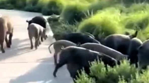 En medio de la polémica por los carpinchos, aparecieron chanchos salvajes sueltos en Nordelta