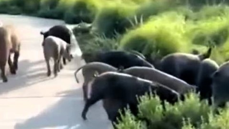 En medio de la polémica por los carpinchos, aparecieron chanchos salvajes sueltos en Nordelta