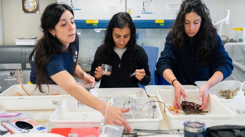 La Provincia inaugura la muestra "Vidas submarinas - Ciencia, arte y soberanía" en el Museo MAR de la ciudad de Mar del Plata