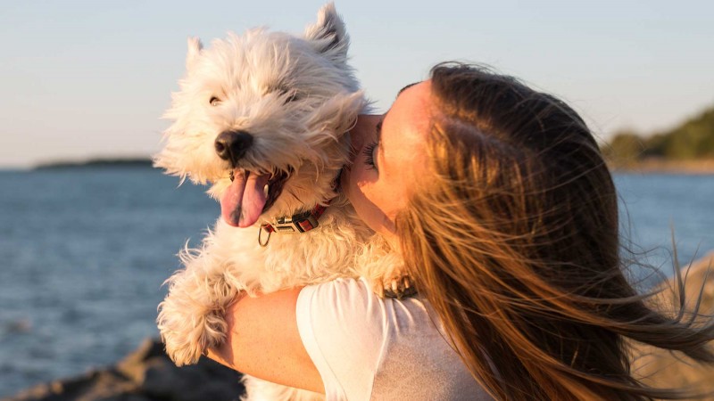 Vacaciones con mascotas: cómo prevenir urgencias veterinarias y viajar con respaldo profesional