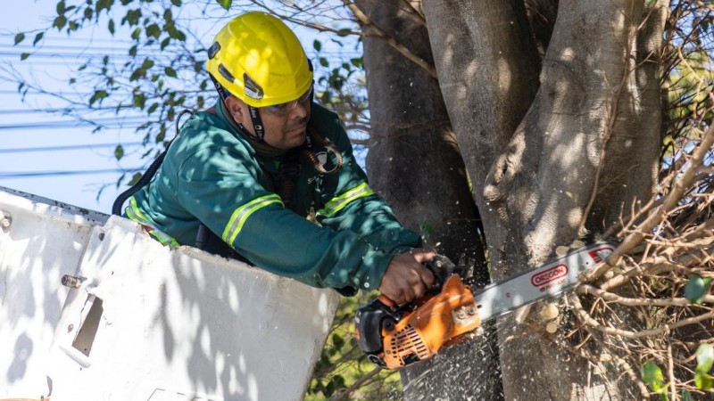 San Isidro avanza con su primer Censo de Arbolado: ya se relevaron más de 100 mil árboles y el 90% del territorio