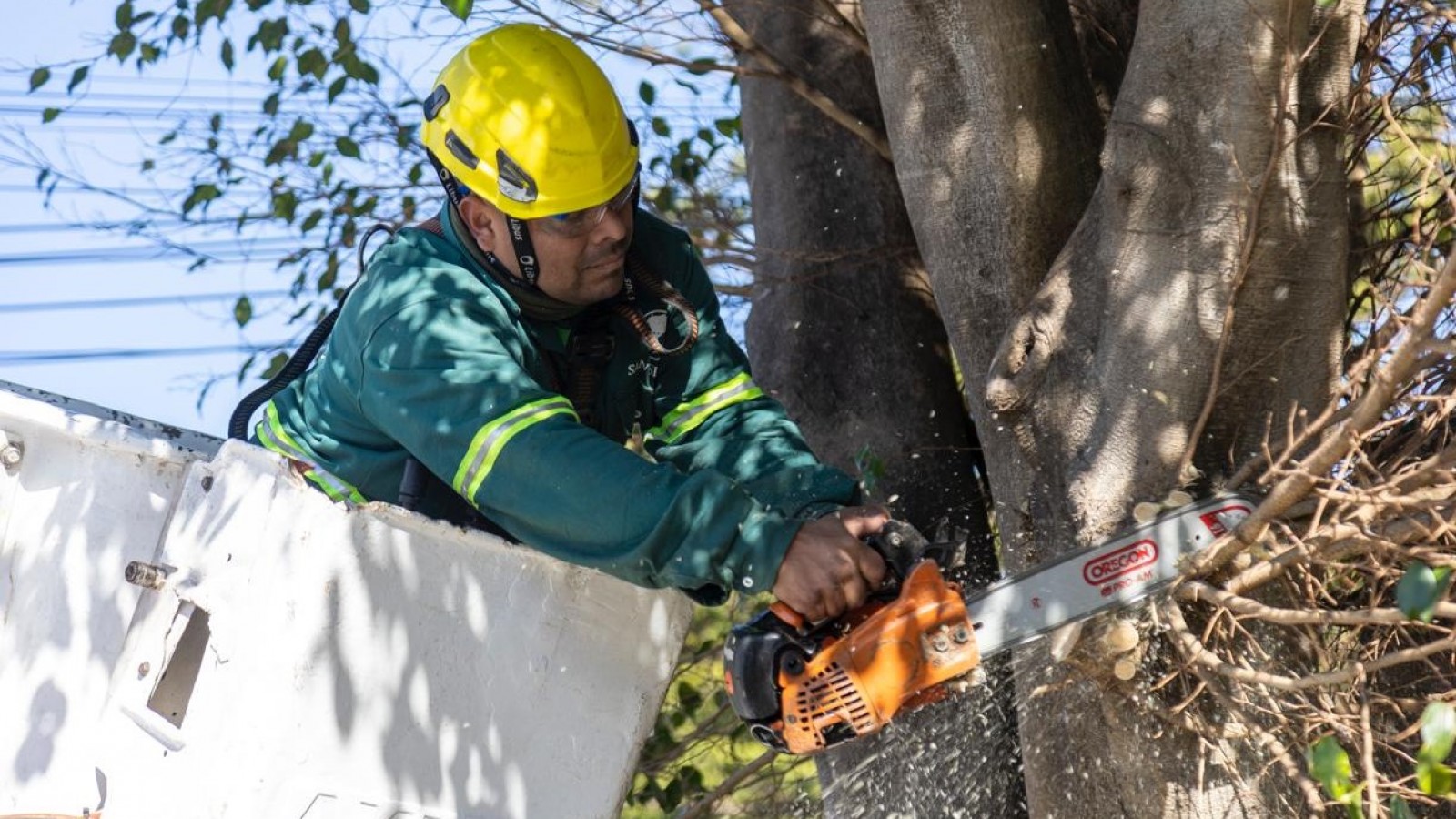 San Isidro avanza con su primer Censo de Arbolado: ya se relevaron más de 100 mil árboles y el 90% del territorio