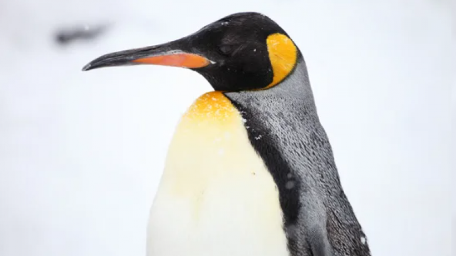 Inesperado visitante: un pingüino rey fue rescatado en Vicente López