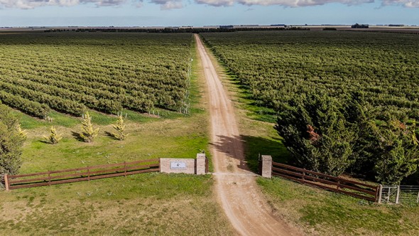 Olivares del sudoeste bonaerense: sabores mediterráneos en Argentina para el mundo