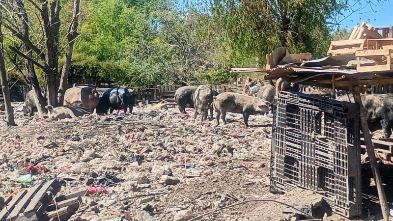 Zoonosis Escobar: rescataron 25 animales de un basural en el predio de la Ruta 26