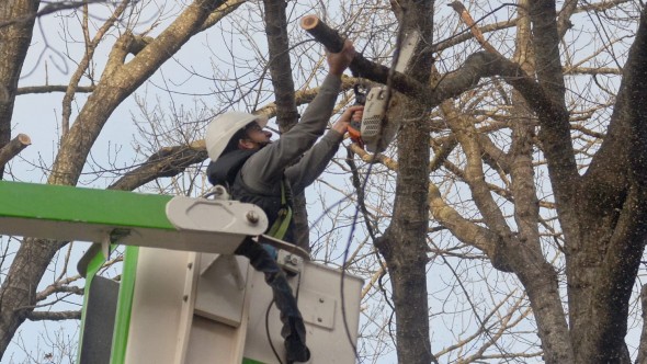 Luján abre la inscripción para una nueva capacitación obligatoria de podadores urbanos