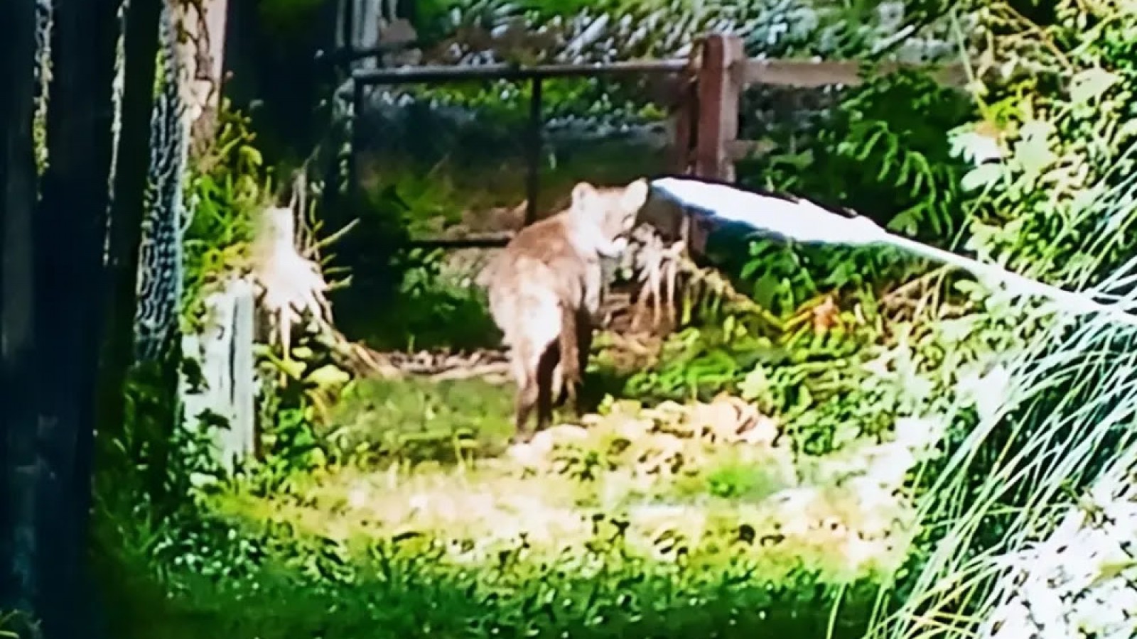 La Dirección de Flora y Fauna de Provincia activó un protocolo de prevención por el puma avistado en El Cazador