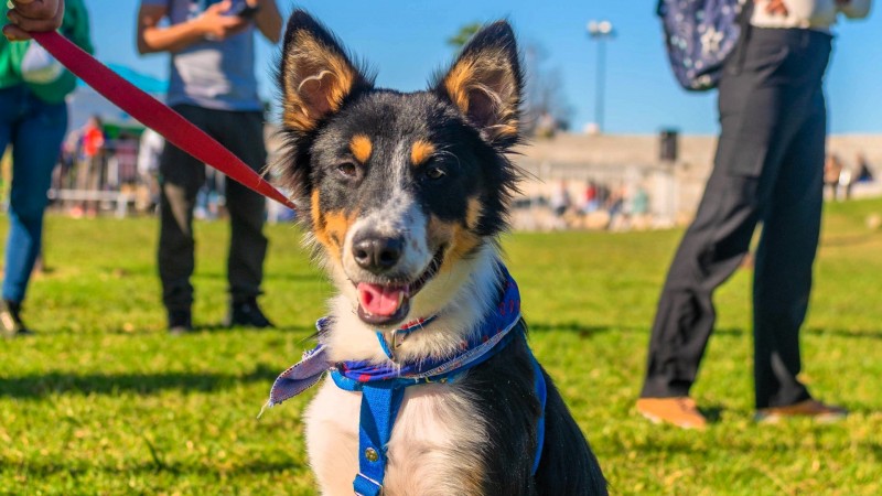 El sábado, San Fernando festejará el Día del Animal con muchas actividades