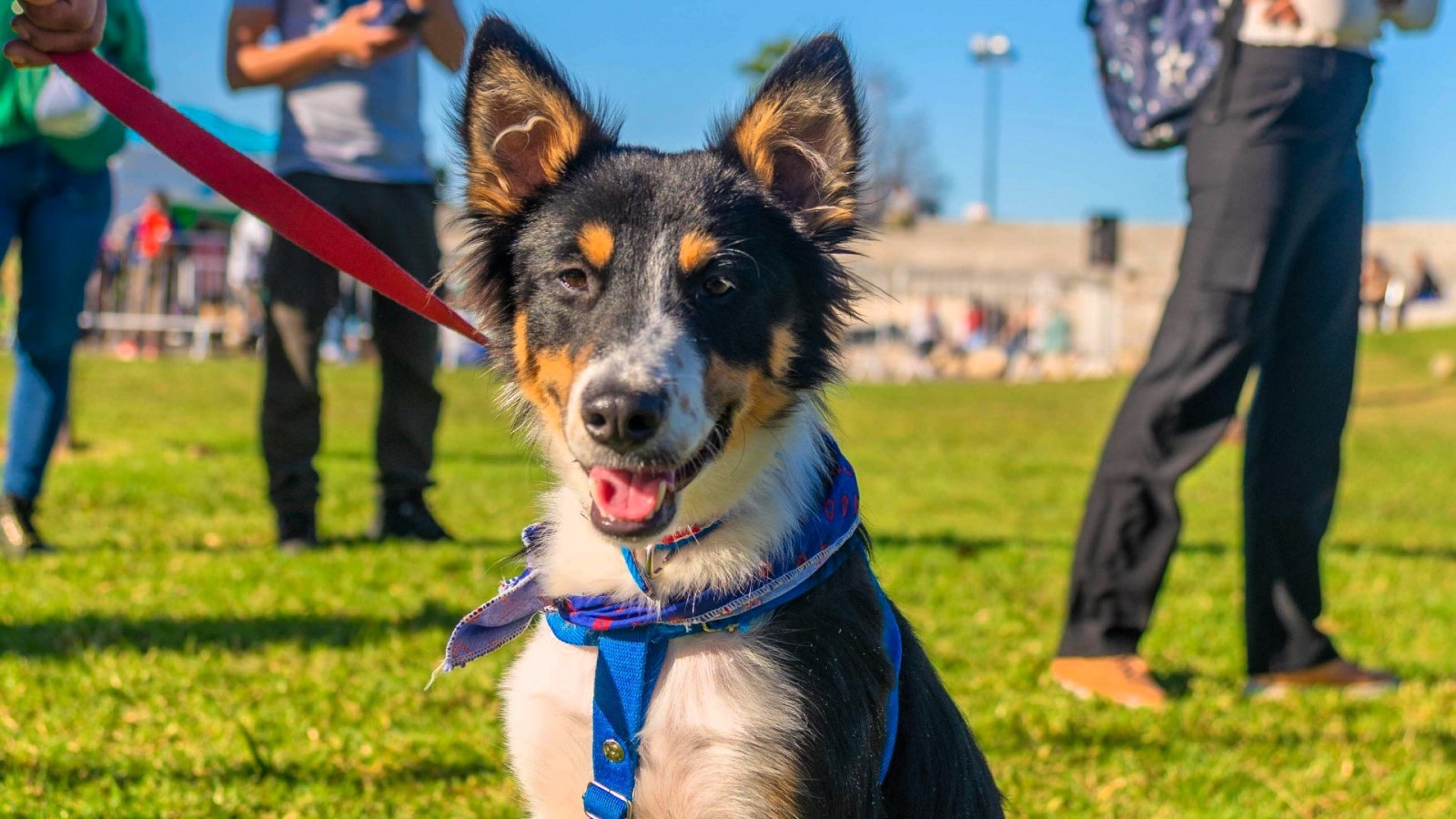 El sábado, San Fernando festejará el Día del Animal con muchas actividades