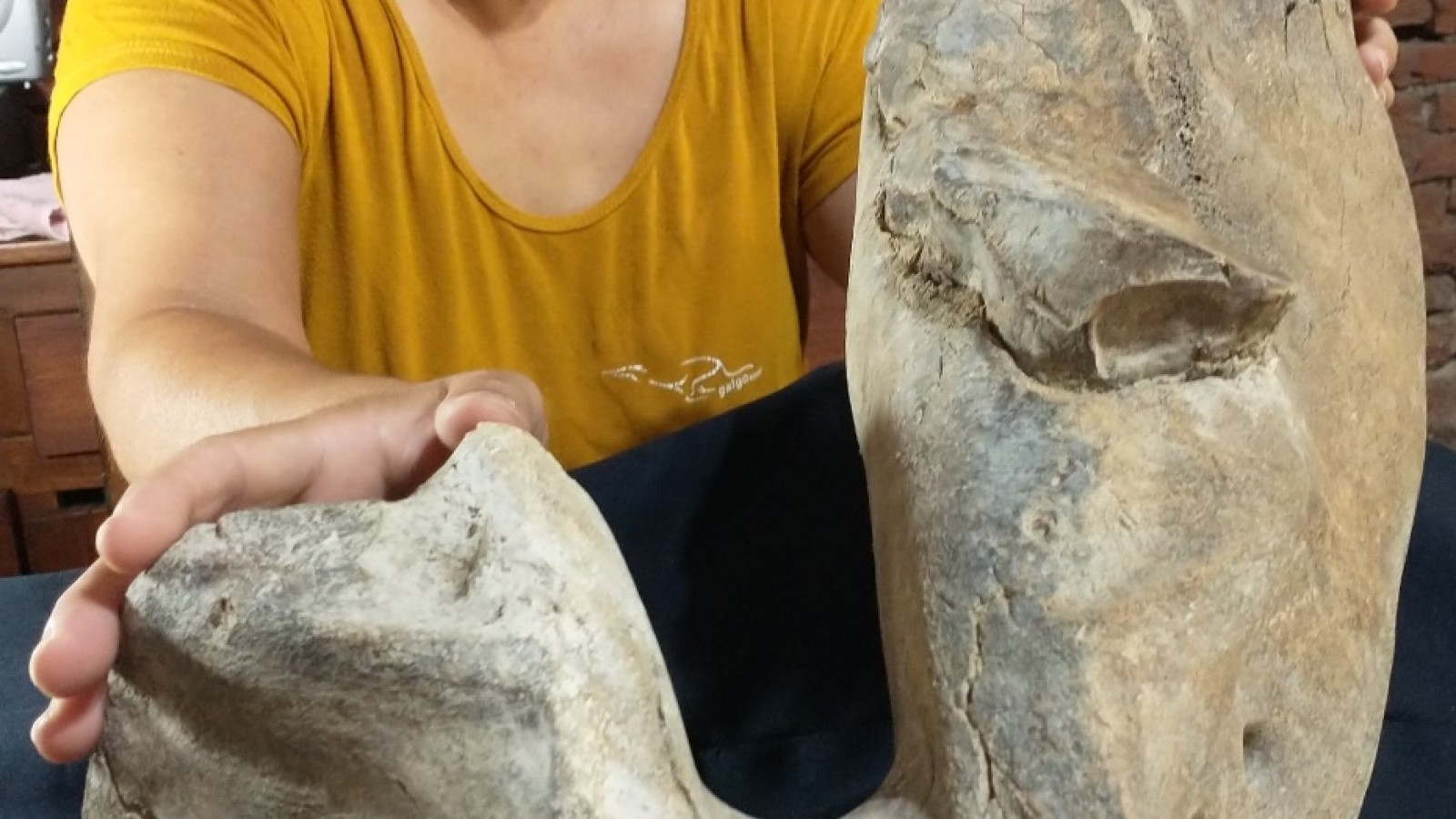 Descubren piezas de dos mastodontes en diferentes lugares de San Pedro