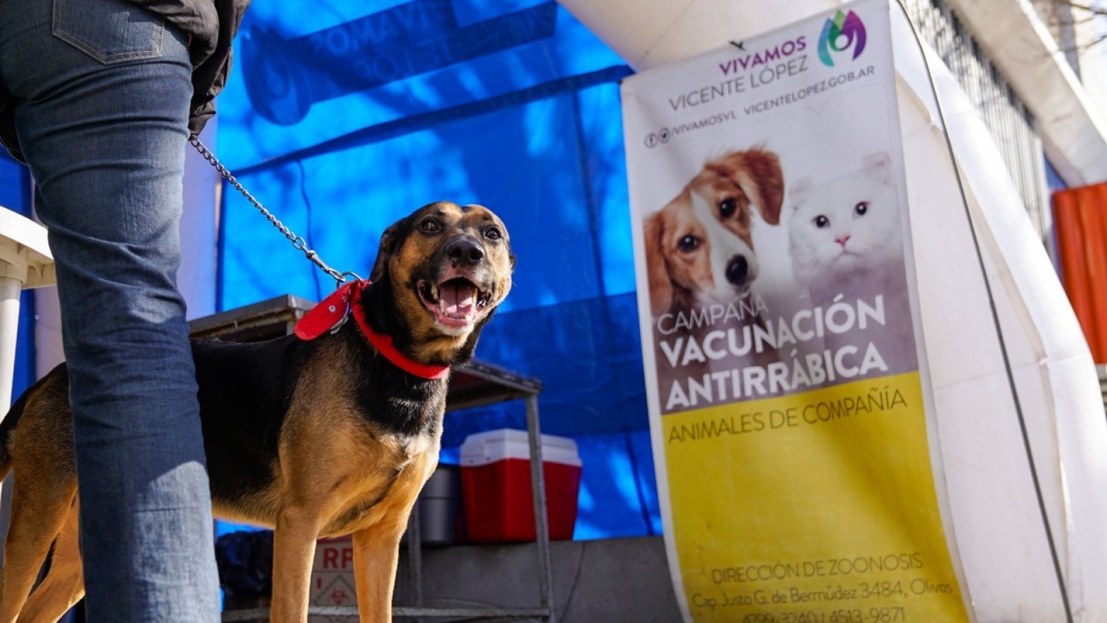 Zoonosis: nueva jornada de vacunación para perros y gatos en Vicente López