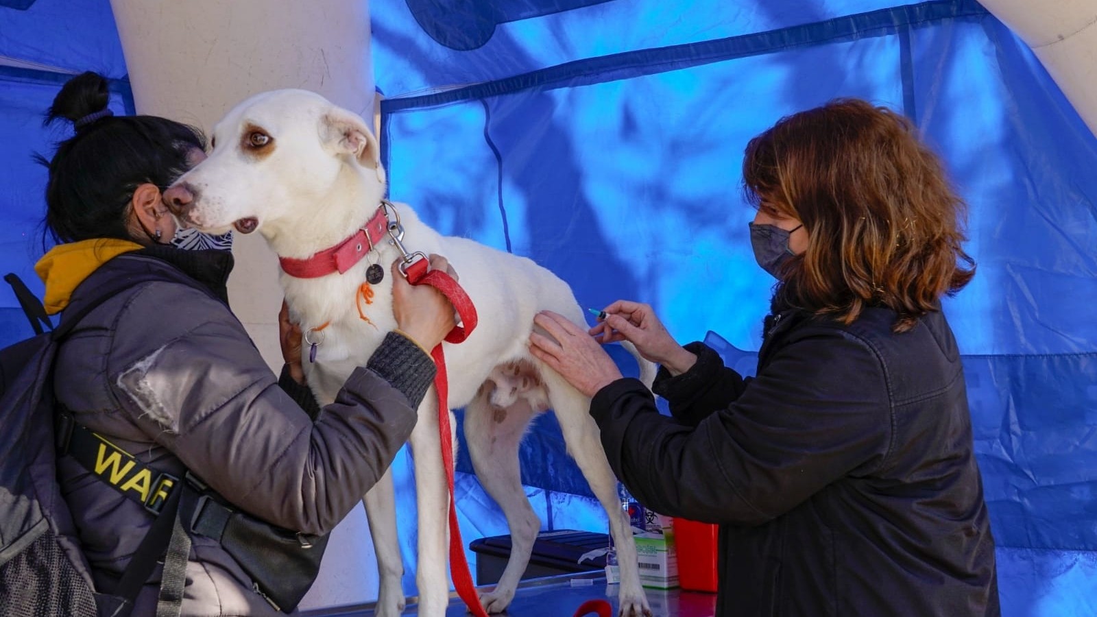 Zoonosis: Nueva jornada de vacunación para perros y gatos en Vicente López