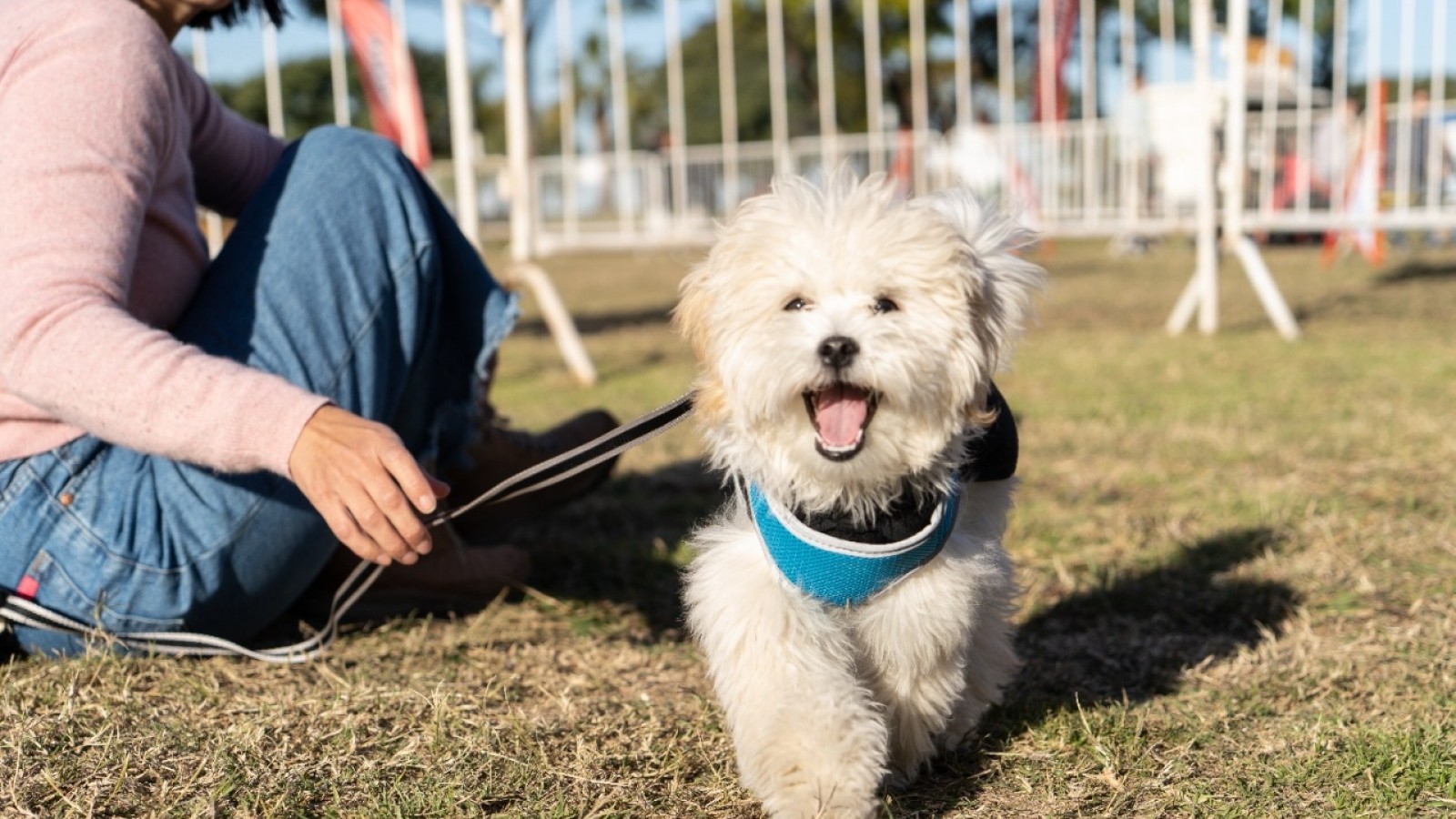 Nueva jornada de vacunación para perros y gatos en Vicente López